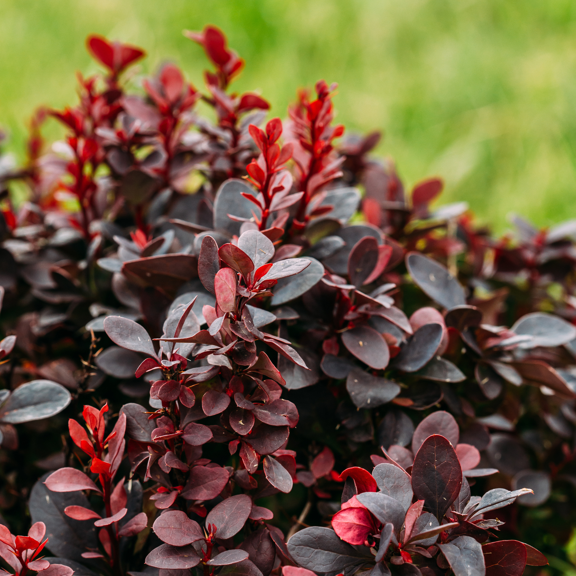 Everything You Want To Know About Japanese Barberry