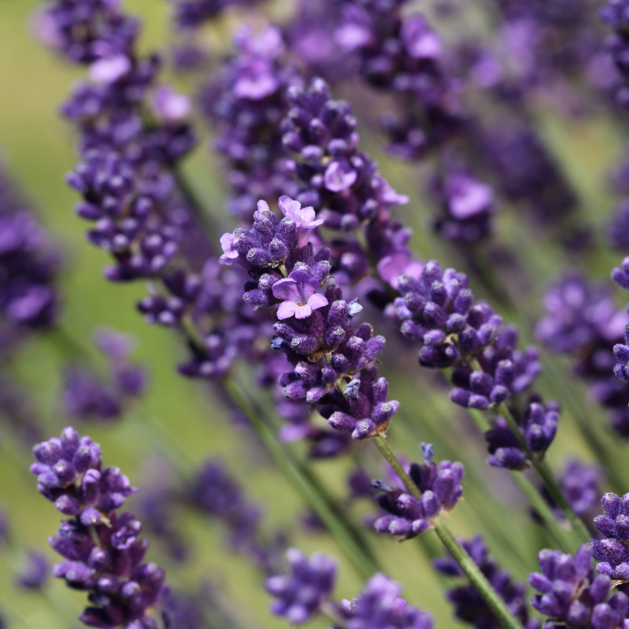 How To Plant And Grow Lavender