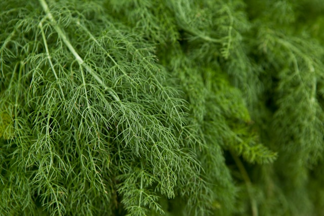 How to Plant and Grow Dill
