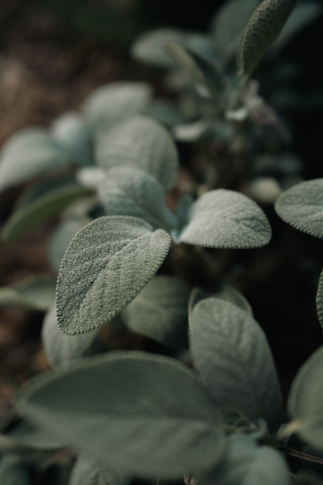 How To Plant And Grow Sage
